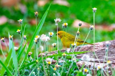 Safran ispinozu, aynı zamanda gerçek kanarya, yer kanaryası, bahçe kanaryası, çatı kanaryası, küçük kanarya, yer kanaryası, taç kuyruklu kanarya ve ateş kafalı kanarya olarak da bilinir. Sicalis flaveola.