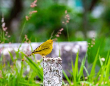 Safran ispinozu, aynı zamanda gerçek kanarya, yer kanaryası, bahçe kanaryası, çatı kanaryası, küçük kanarya, yer kanaryası, taç kuyruklu kanarya ve ateş kafalı kanarya olarak da bilinir. Sicalis flaveola.