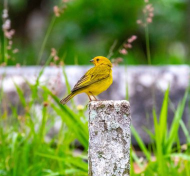 Safran ispinozu, aynı zamanda gerçek kanarya, yer kanaryası, bahçe kanaryası, çatı kanaryası, küçük kanarya, yer kanaryası, taç kuyruklu kanarya ve ateş kafalı kanarya olarak da bilinir. Sicalis flaveola.