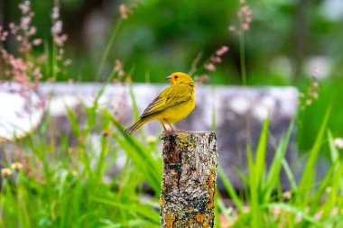 Safran ispinozu, aynı zamanda gerçek kanarya, yer kanaryası, bahçe kanaryası, çatı kanaryası, küçük kanarya, yer kanaryası, taç kuyruklu kanarya ve ateş kafalı kanarya olarak da bilinir. Sicalis flaveola.