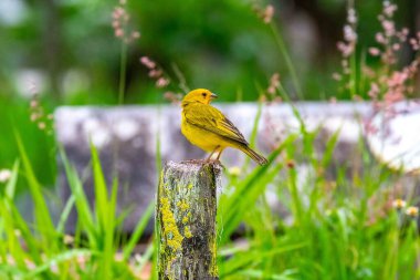 Safran ispinozu, aynı zamanda gerçek kanarya, yer kanaryası, bahçe kanaryası, çatı kanaryası, küçük kanarya, yer kanaryası, taç kuyruklu kanarya ve ateş kafalı kanarya olarak da bilinir. Sicalis flaveola.