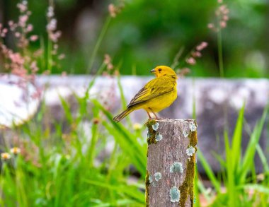 Safran ispinozu, aynı zamanda gerçek kanarya, yer kanaryası, bahçe kanaryası, çatı kanaryası, küçük kanarya, yer kanaryası, taç kuyruklu kanarya ve ateş kafalı kanarya olarak da bilinir. Sicalis flaveola.