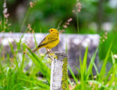 Safran ispinozu, aynı zamanda gerçek kanarya, yer kanaryası, bahçe kanaryası, çatı kanaryası, küçük kanarya, yer kanaryası, taç kuyruklu kanarya ve ateş kafalı kanarya olarak da bilinir. Sicalis flaveola.