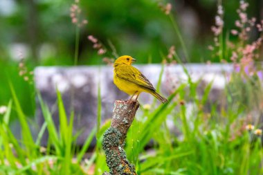 Safran ispinozu, aynı zamanda gerçek kanarya, yer kanaryası, bahçe kanaryası, çatı kanaryası, küçük kanarya, yer kanaryası, taç kuyruklu kanarya ve ateş kafalı kanarya olarak da bilinir. Sicalis flaveola.
