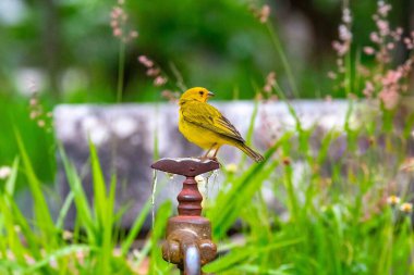 Safran ispinozu, aynı zamanda gerçek kanarya, yer kanaryası, bahçe kanaryası, çatı kanaryası, küçük kanarya, yer kanaryası, taç kuyruklu kanarya ve ateş kafalı kanarya olarak da bilinir. Sicalis flaveola.