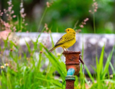 Safran ispinozu, aynı zamanda gerçek kanarya, yer kanaryası, bahçe kanaryası, çatı kanaryası, küçük kanarya, yer kanaryası, taç kuyruklu kanarya ve ateş kafalı kanarya olarak da bilinir. Sicalis flaveola.