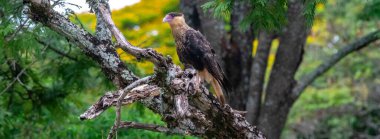 Falcon, bird of prey, Caracara plancus known as carcar, caracara.