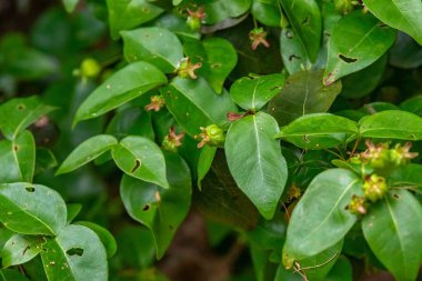 Piantangueira Eugenia uniflora L. with many ripe and unripe pitanga fruits
