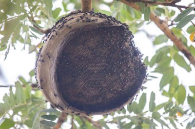Wasp nest on a tree branch in the Brazilian cerrado biome