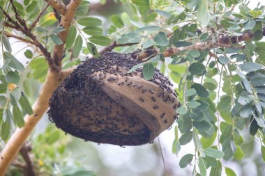 Wasp nest on a tree branch in the Brazilian cerrado biome