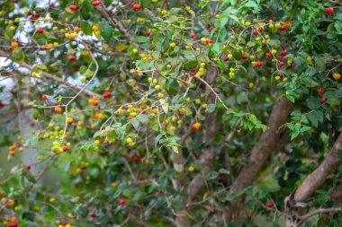 Piantangueira Eugenia uniflora L. with many ripe and unripe pitanga fruits
