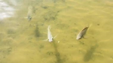 Gölün berrak sularında huzur içinde yüzen bir tilapia sürüsü..