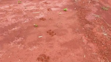 Tapir 'in ayak izlerini takip ederek, Tapirus terrestris, kırmızımsı, yumuşak kulak