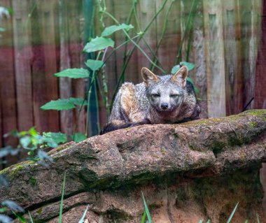Vahşi köpek, yengeç yiyen tilki, cerdocyon thous, graxaim, lobinho. Güney Amerika vahşi hayvanı.