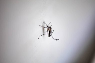 Aedes aegypti, Dang virüsünü, Chikungunya ateşine ve Zika virüsüne neden olan virüsü bulaştıran ana türün adıdır..