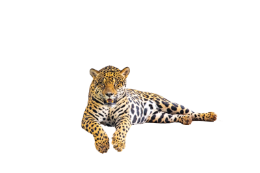 Majestic Jaguar izole edildi .onca pintada