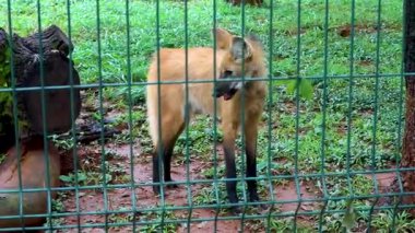 Nadir rastlanan bir kurt sesi, Chrysocyon brachyurus, Güney Amerika 'ya özgü bir hayvan ve Brezilya Cerrado biyomunun bir sembolü..