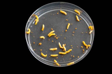 Canlı larvalar hareketli, nadir ve başarılı meyvelerden uzak. Cerrado bacupari 'nin yabani meyveleri, ya da bacuparizo, Garcinia gardneriana, Tontelea micrantha, Capiruu. Yenilebilir ve çok lezzetli meyveler..