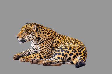 Görkemli Jaguar Benekli Kürklü Dinleniyor