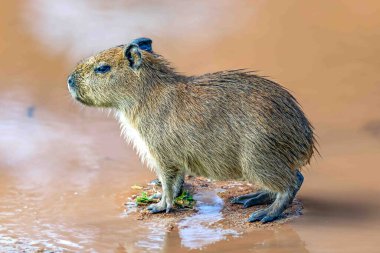 Yan taraftan küçük ve güzel bebek Capybara.