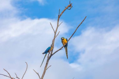 Vahşi tropikal Brezilya Mavisi ve Sarı Macaw. Mavi ve Sarı Macaw (Ara ararauna)