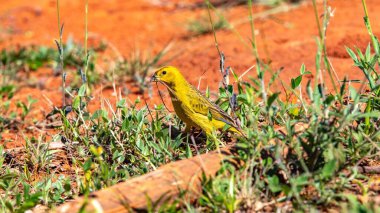 Sarı Kanarya Toplama Kızıl Toprakta Yuva Malzemeleri