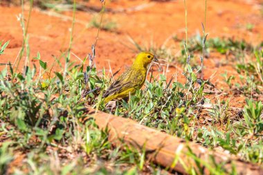 Sarı Kanarya Toplama Kızıl Toprakta Yuva Malzemeleri