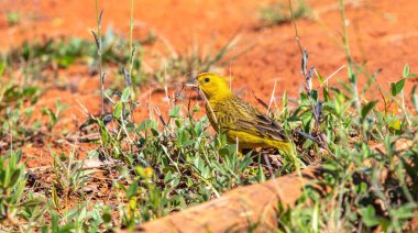Sarı Kanarya Toplama Kızıl Toprakta Yuva Malzemeleri