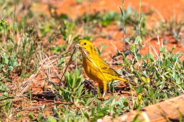 Sarı Kanarya Toplama Kızıl Toprakta Yuva Malzemeleri