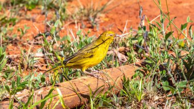 Sarı Kanarya Toplama Kızıl Toprakta Yuva Malzemeleri
