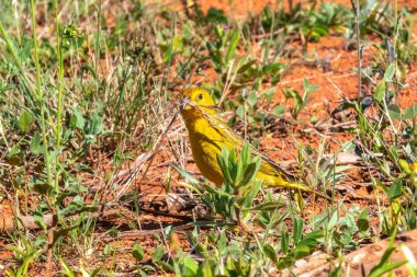 Sarı Kanarya Toplama Kızıl Toprakta Yuva Malzemeleri