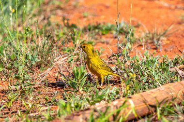 Sarı Kanarya Toplama Kızıl Toprakta Yuva Malzemeleri
