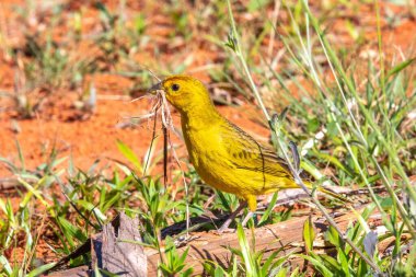 Sarı Kanarya Toplama Kızıl Toprakta Yuva Malzemeleri