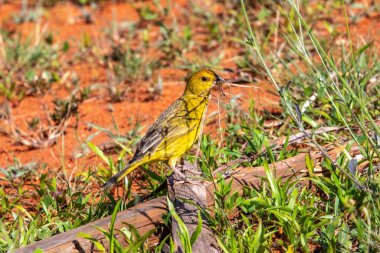 Sarı Kanarya Toplama Kızıl Toprakta Yuva Malzemeleri