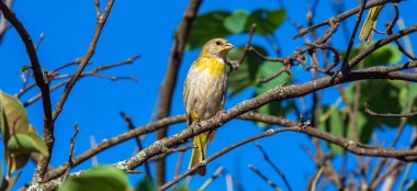 Sarı Kanarya Toplama Kızıl Toprakta Yuva Malzemeleri