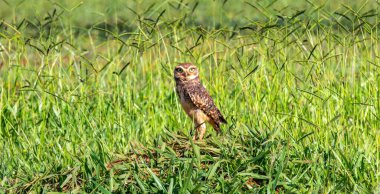 Güzel Güney Amerika baykuşu doğal ve vahşi ortamında yuvalanır..