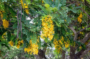 Cassia, Cassia-do-nordeste, Cassia-macrantera, Fedegoso, Senna spectabilis veya Cassia spectabilis 'in güzel ve zıt sarı çiçekleri.
