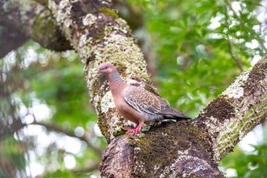 Beyaz kanatlı güvercin Patagioenas picazuro, Brezilya 'da, kuzeydoğudan güneye, Paraguay, Uruguay, Bolivya ve Arjantin' de bulunan bir Kolomb kuş türü..