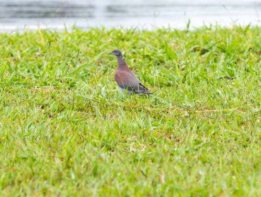 Nadir bulunan Galiçyalı güvercin Patagioenas cayennensis, aynı zamanda siyah güvercin, gerçek güvercin, mor göğüslü güvercin, altın güvercin olarak da bilinir.