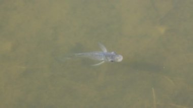 Nil tilapia, temiz ve şeffaf bir su gölünde sakince yüzüyor..