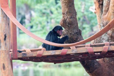 Tahta bir platformda oturan Siyah Örümcek Maymun