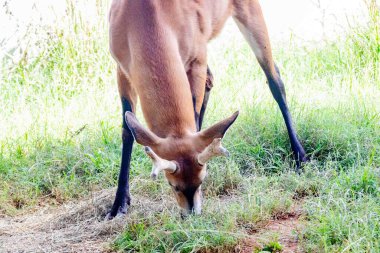Yeşil Çimlerde Bataklık Geyiği Çayırı