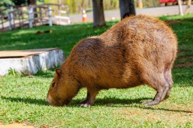 Yeşil Çimlerde Çimenlik