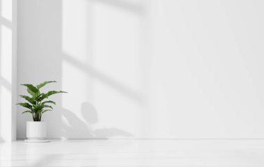 Mimari alan 3d oluşturma için bitki ve güneş ışığına sahip beyaz duvar boş arkaplan