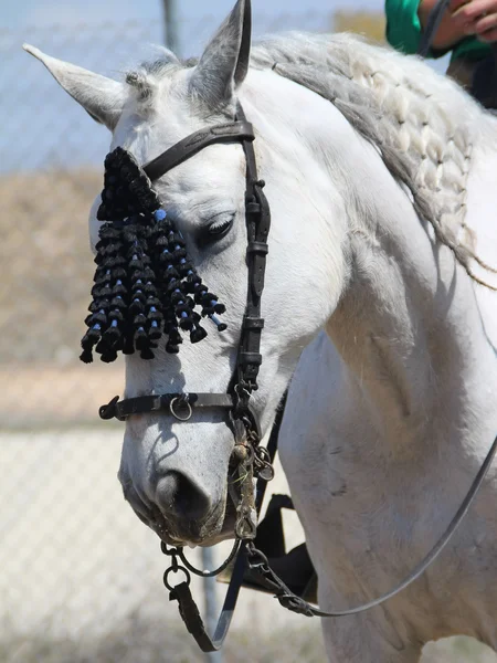 Cabeça branca de cavalo — Fotografia de Stock