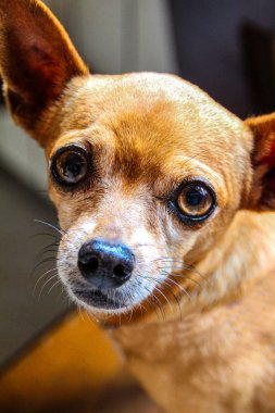 Küçük köpek anlamlı gözleri