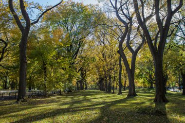 central Park'ta ağaçlar
