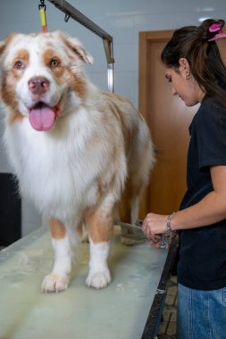 Profesyonel tımar, evcil hayvan bakım hizmetleri sunan bir kuaförde, tüylü bir Avustralyalı çoban köpeğini tımar ediyor.