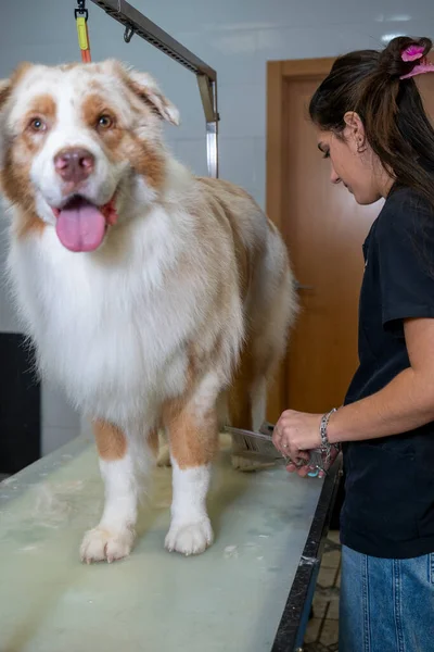 Professional groomer is brushing a fluffy Australian Shepherd dog on a grooming table at a pet salon, offering expert pet grooming services