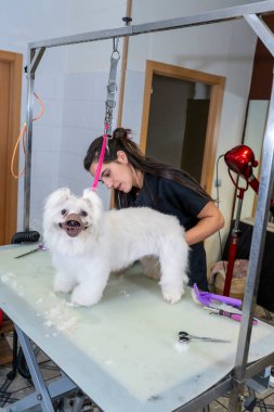 Genç bir kadın, profesyonel bir kuaförde küçük beyaz bir köpeği tımar ediyor. Evcil hayvan hijyeni ve bakımını sağlıyor.